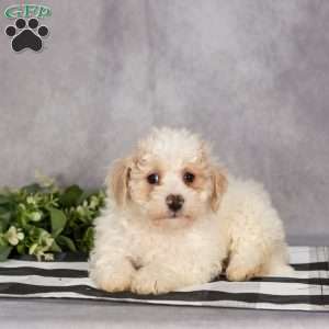 Percy, Bich-Poo Puppy